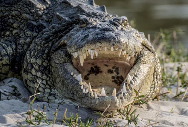 Surprise Find About Crocodile Teeth