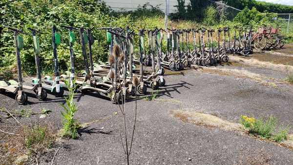 Portland Cops Pull Dozens of E-Scooters From River