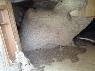 Wasp 'Super Nests' Are Proliferating in Alabama