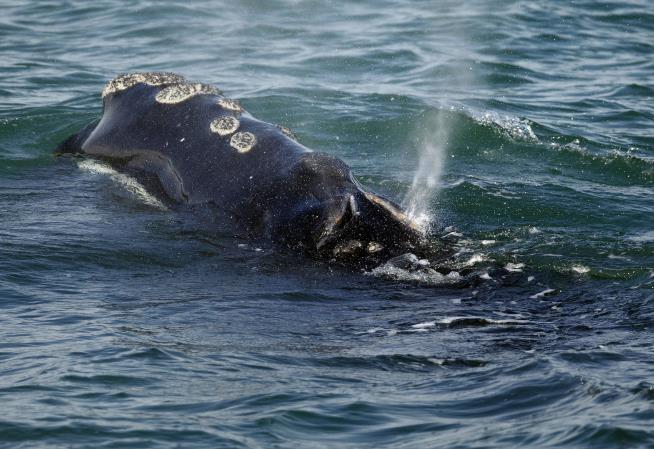 Scientists Alarmed After Deaths of 6 Endangered Whales