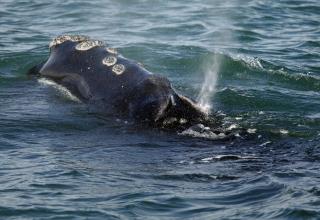 Scientists Alarmed After Deaths of 6 Endangered Whales