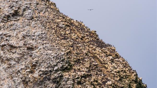 The US Wants to Douse the Farallon Islands With Rat Poison