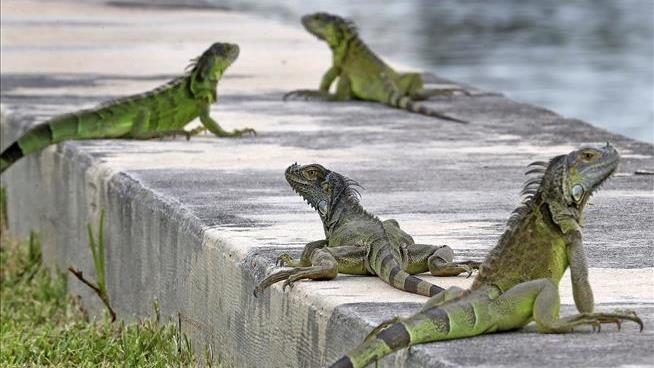 Florida Asks Iguana Hunters to Chill a Little