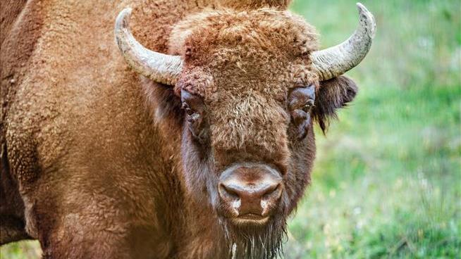 2nd Girl Injured by Bison in Less Than a Week