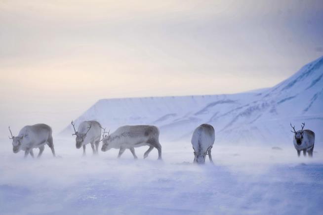 'Terrifying' Arctic Find: 200 Dead Reindeer