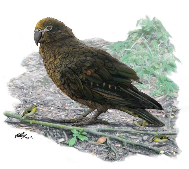 Ancient Parrots Likely Feared the Giant That Was 'Squawkzilla'