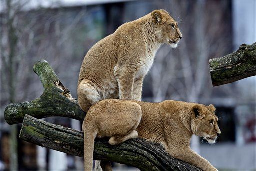 Zoo Shocked After Lioness Eats Newborns