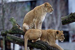 Zoo Shocked After Lioness Eats Newborns