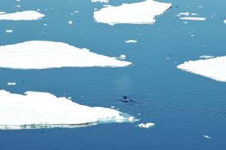 Microplastics Abound in Arctic Snow