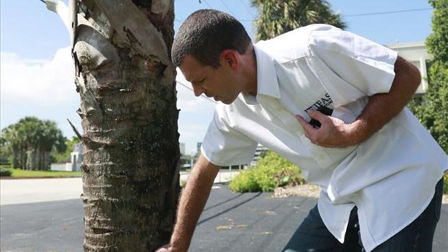 Florida's Iconic Palms Trees Are in Trouble