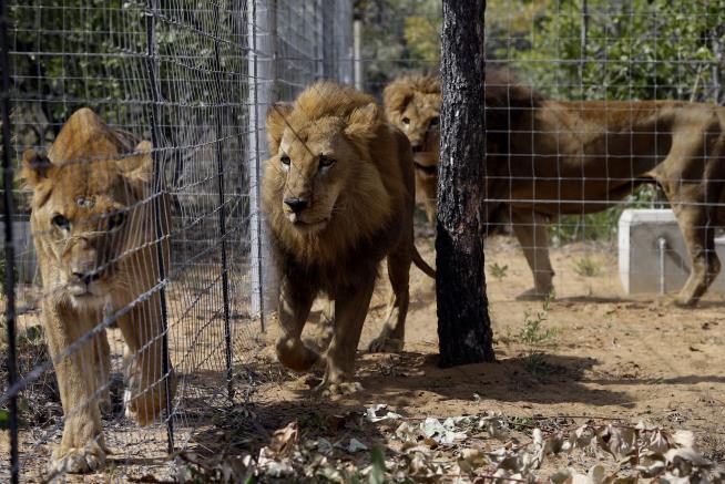 Lions Kill Owner After He Turns His Back on Them