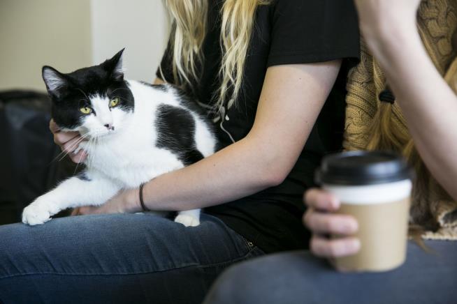 Research Claws at 'Crazy Cat Lady' Stereotype