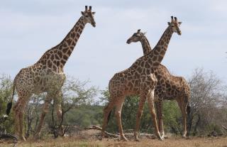 Nations Worldwide Make Major Move on Giraffes
