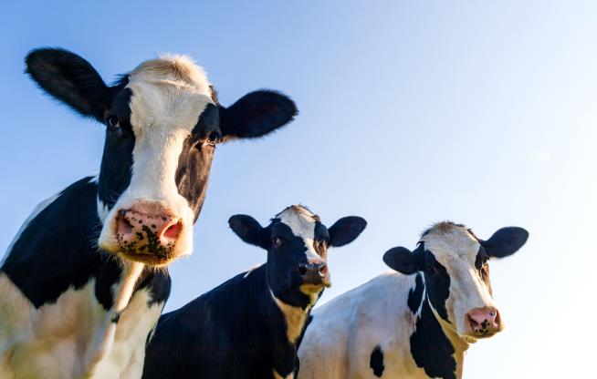 Dairy Says to Nix 'Big Food.' A Suit Says It Is 'Big Food'