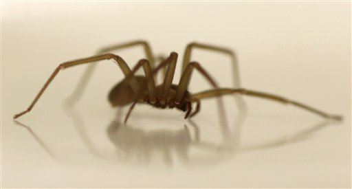 Doctor Pulls Brown Recluse From a Woman's Ear