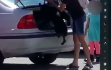 Woman Put Dog in Trunk After Shelter Refused Him: Cops
