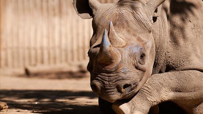 Zoo Calls Out 'Stupidity' of Visitors Who Wrote on Rhino