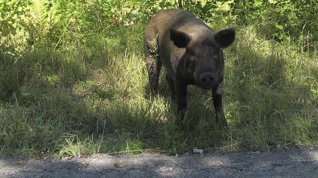 Scores of Escaped Pigs Lured Back With Hot Dog Buns
