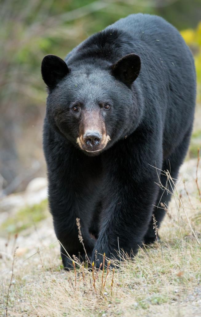 Black Bear Kills Woman at Family's Island Cabin