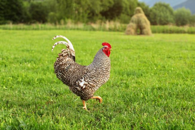 Woman Bleeds to Death After Rooster Attack