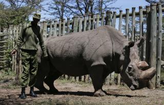 Scientists Create Northern White Rhino Embryos