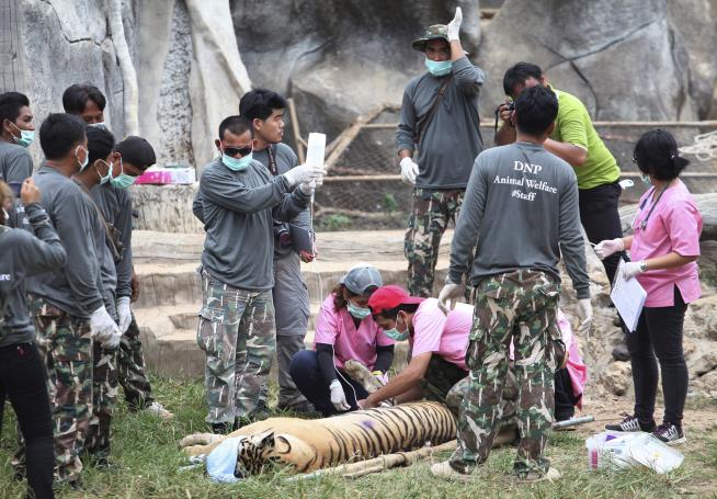 86 of 147 Tigers Rescued From Temple Have Died