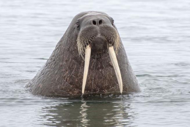 Angry Walrus Sinks Russian Navy Vessel