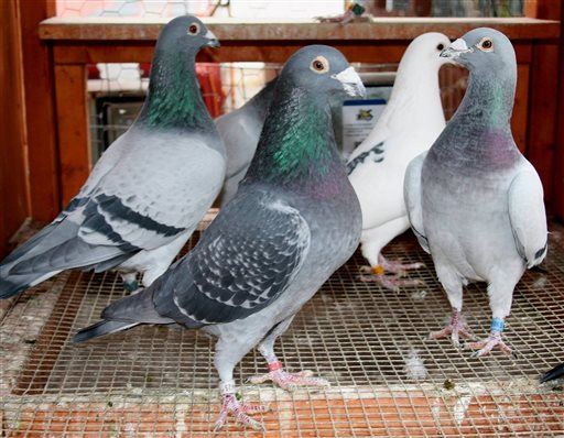 Nearly 2K Racing Pigeons Die in Loft Fire