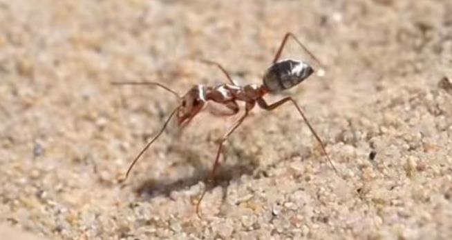 Meet the Fastest Ant in the World