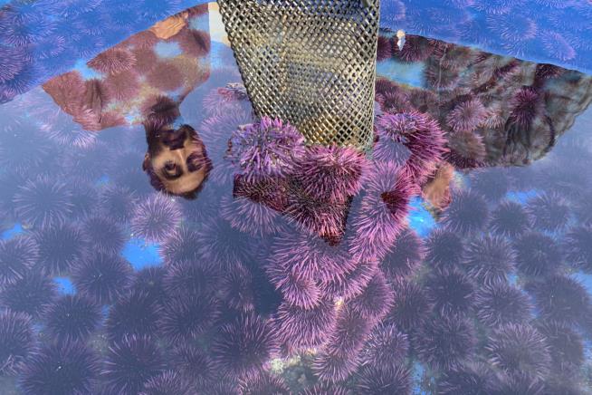 Sea Urchins Have Destroyed 90% of Calif.'s Kelp Forests