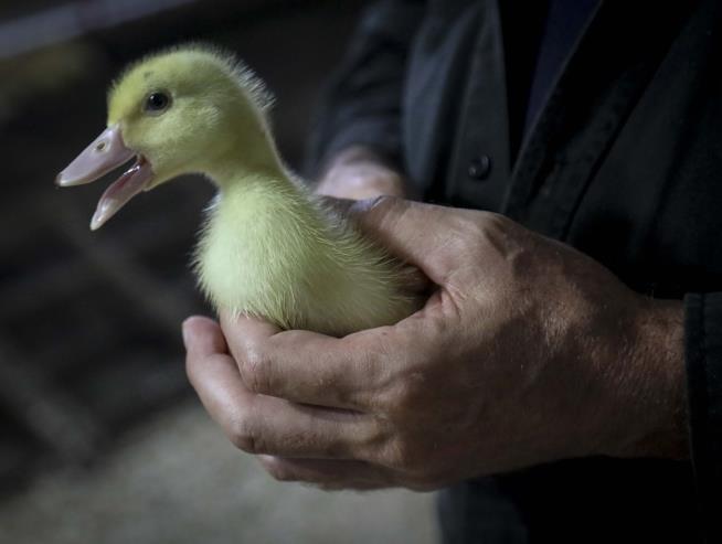 NYC Lawmakers Ban Foie Gras