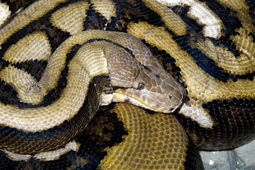 Woman Found Dead in House With 140 Snakes