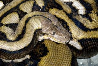 Woman Found Dead in House With 140 Snakes