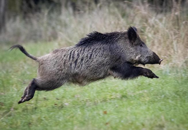 Feral Hogs Find Cocaine Stash