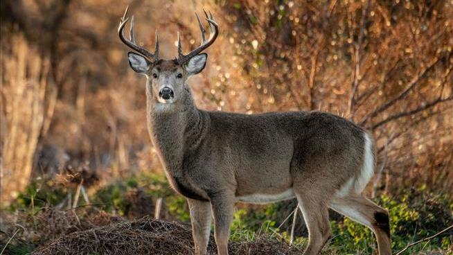 Deer Hunters End Up Shooting Themselves in Wisconsin