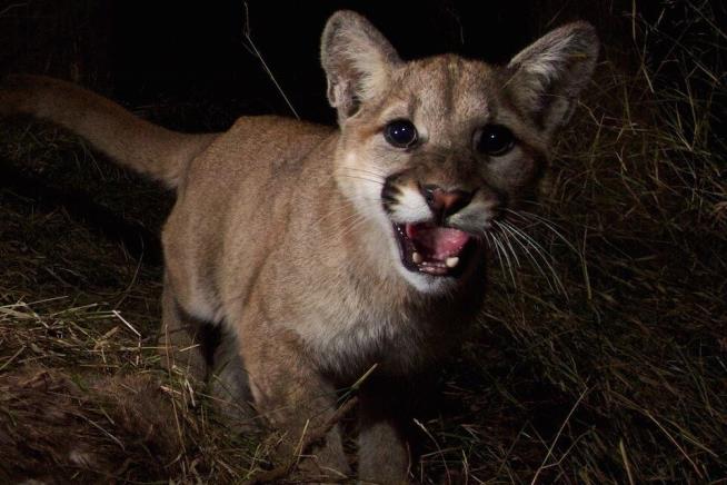 Mountain Lions May Have Unusual Enemy—Fog