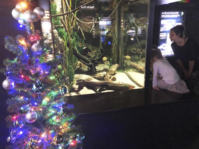 Aquarium's Christmas Tree Gets Its Juice From Surprise Provider