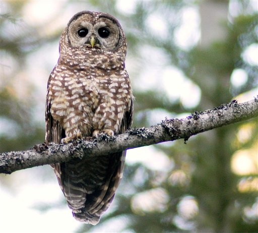 Doom Looms for Spotted Owl