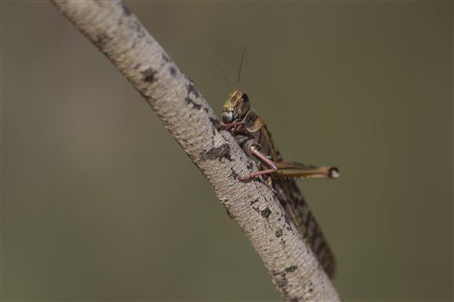 Locust Plague Swoops Down Upon 2 Nations