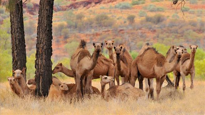 Shooters to Take Down 10K Thirsty Camels in Australia