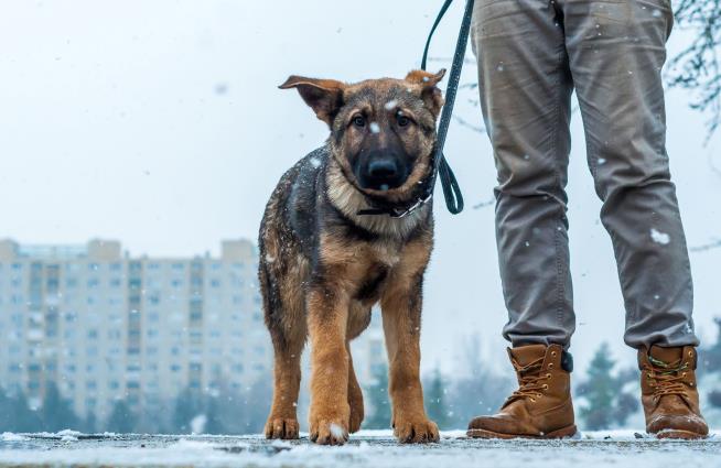 Secret Service Agent Kills Dog on Walk With Owner