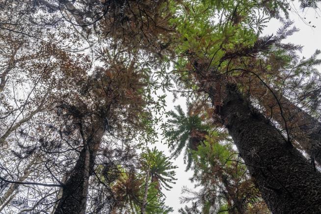 Firefighters Save World's Only 'Dinosaur Trees'