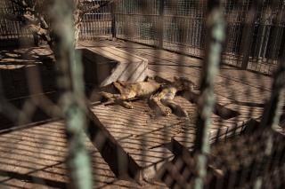 Photos Bring Sudanese to Help Starving Lions