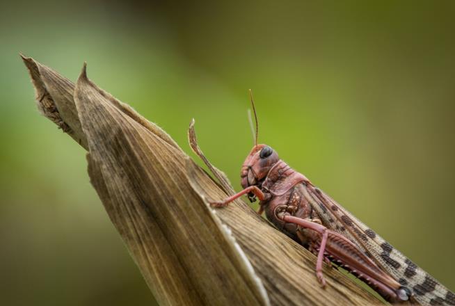 UN Pleads for Help Amid 'Devastating' Locust Invasion