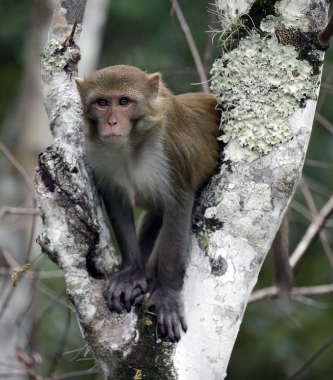 Wild, Herpes-Infected Monkeys Have Arrived