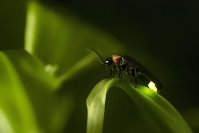 Fireflies May Soon Go Dark Due to a Big Triple Threat