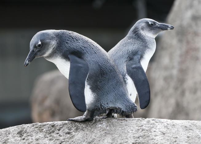 Researchers Listen to Penguins, Hear a First