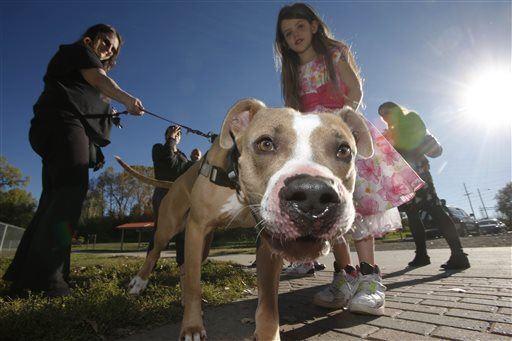 City Repeals 31-Year Ban on Pit Bulls