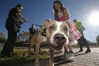 City Repeals 31-Year Ban on Pit Bulls