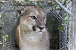 California's '3-Strike' Law Claims Its First Mountain Lion
